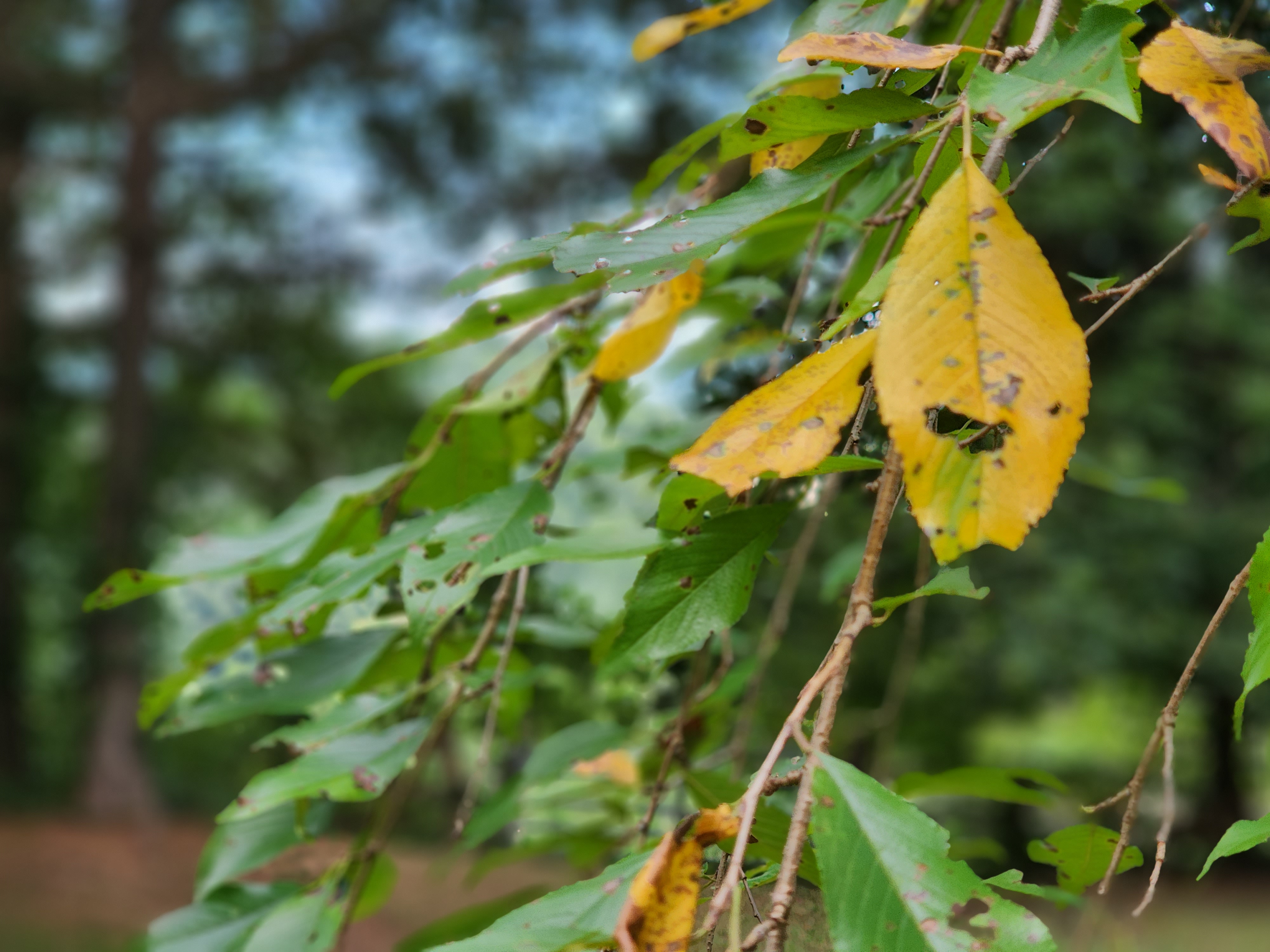 August Weather Tree Some of the trees in August (a poem) β ordo salutis
